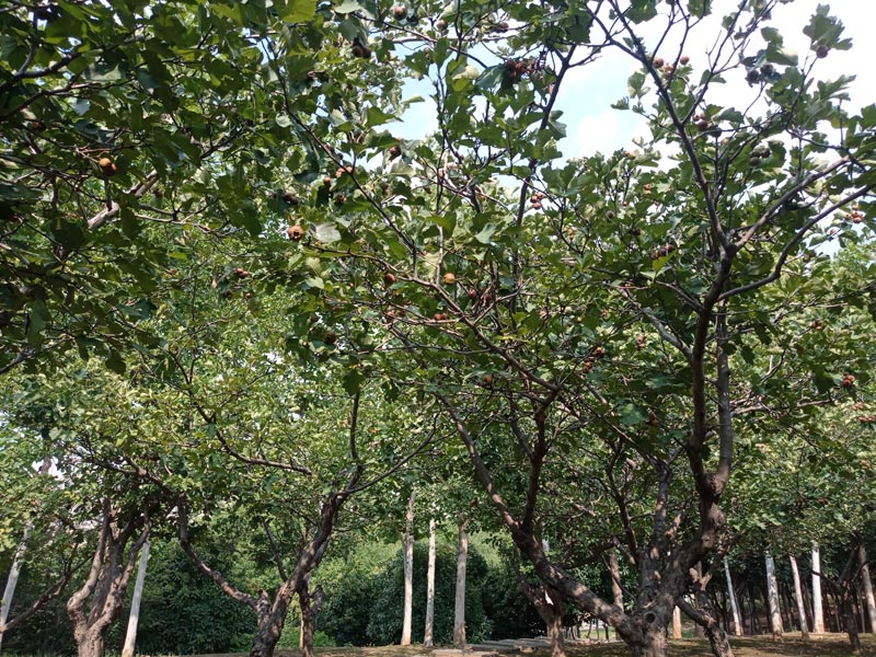 河南省哪里可以免费摘山楂